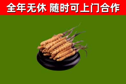 荣昌回收散虫草