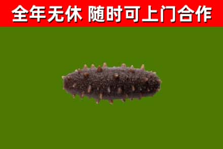 荣昌回收海参干